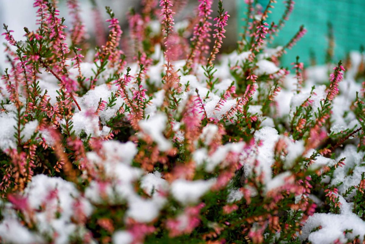 Jardinage au gré des caprices du temps : anticiper les gelées tardives pour sauver vos plantations