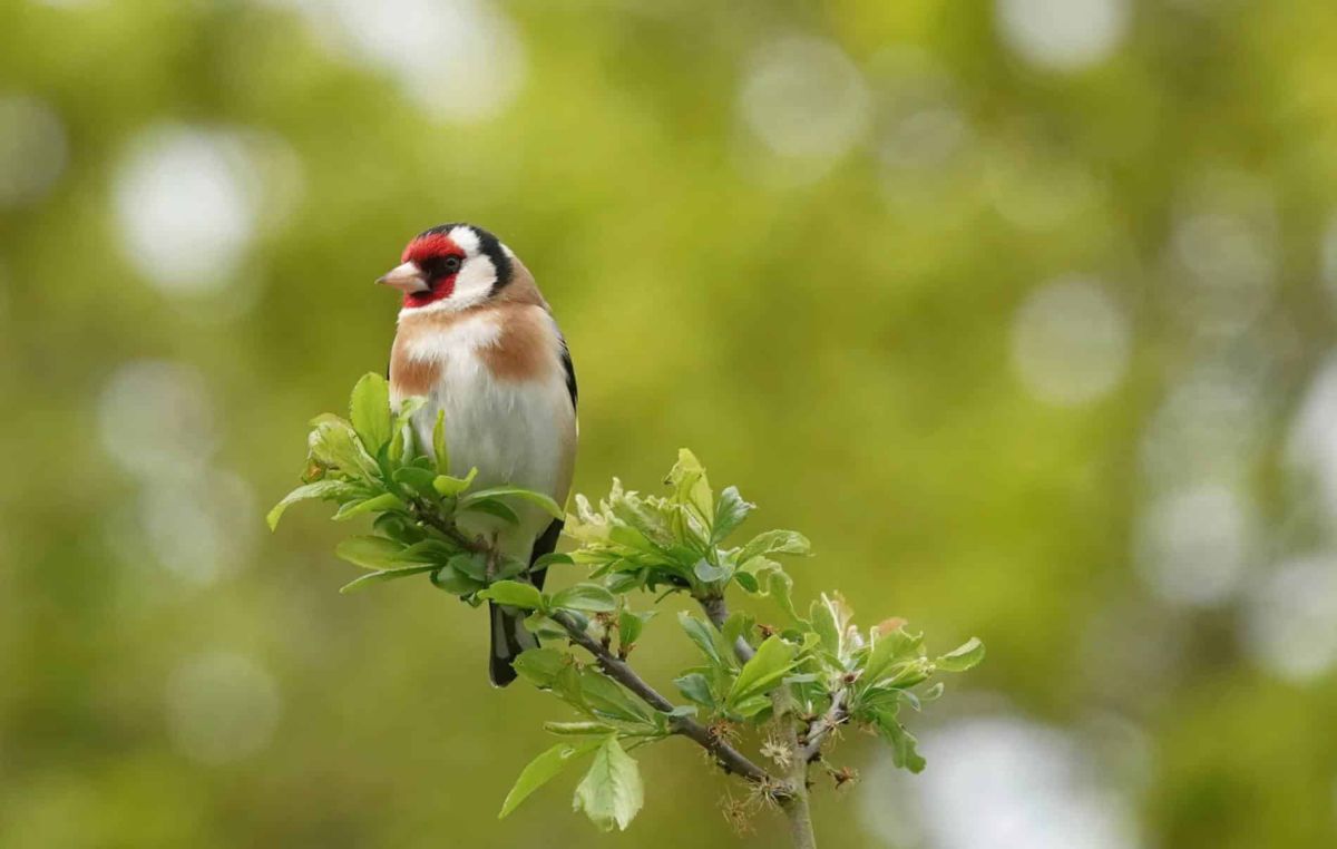 Attirez les chardonnerets dans votre jardin : conseils et astuces colorés