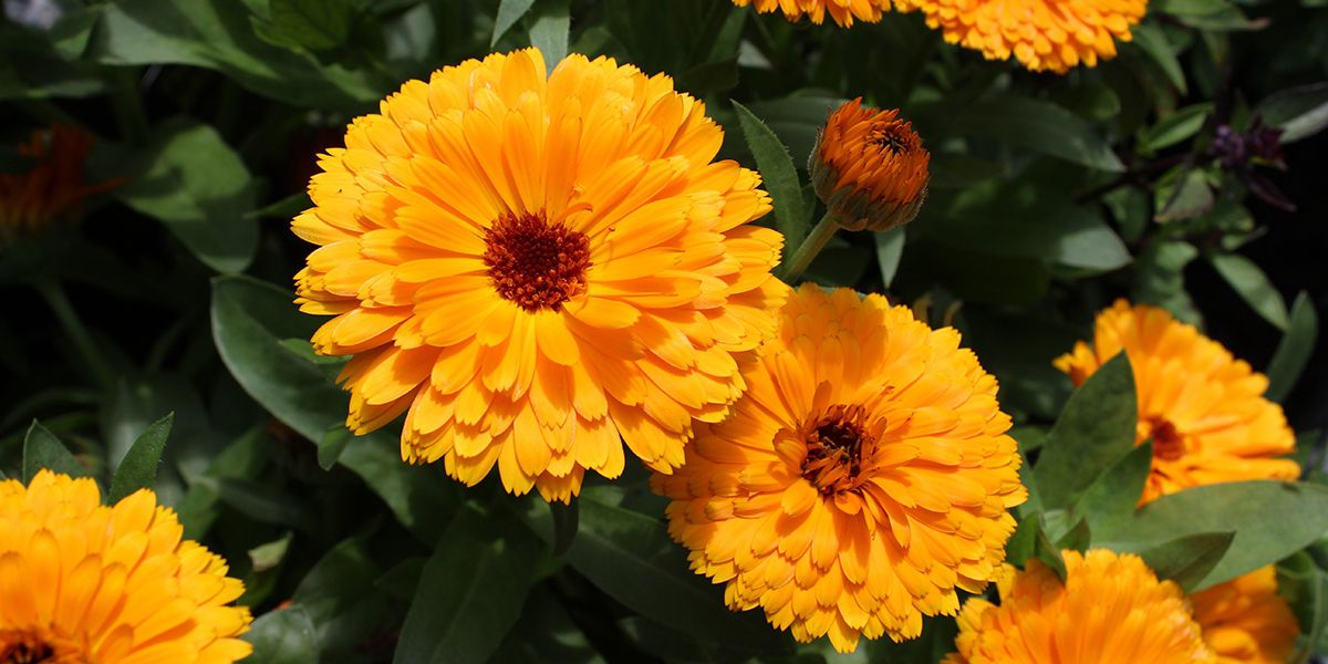 Le souci : une fleur aux multiples vertus à cultiver facilement