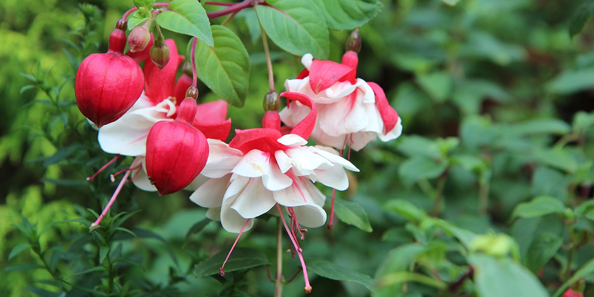 Fuchsia : le guide complet pour un jardin éclatant
