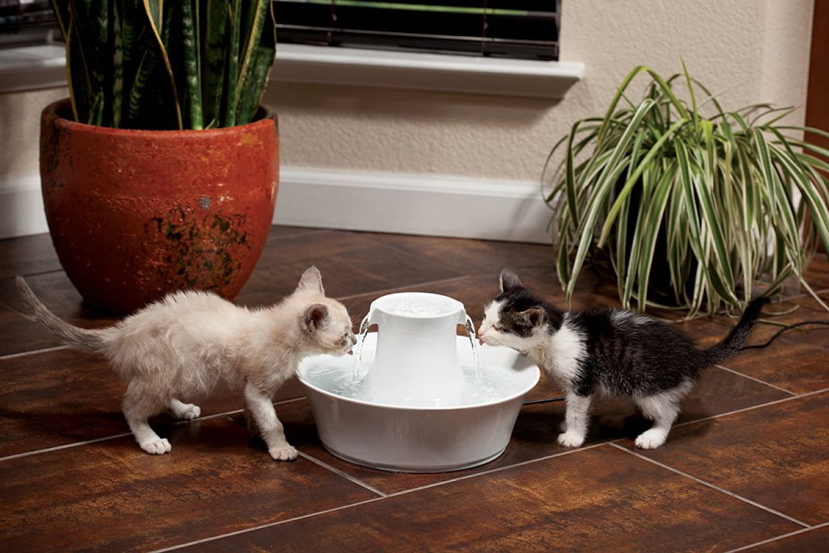 Choisir la fontaine à eau idéale pour votre chat