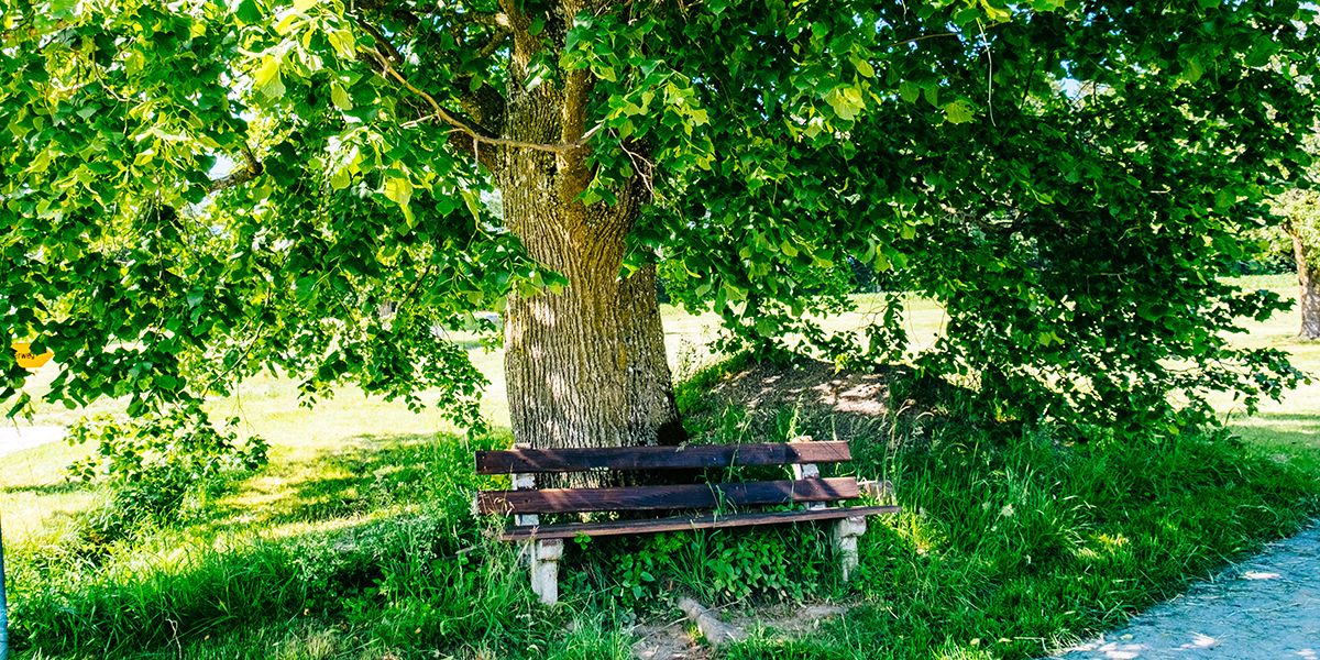 10 arbres d'ombrage pour transformer votre jardin en havre de fraîcheur