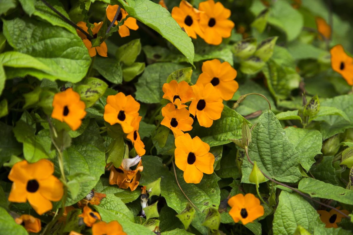 Thunbergia alata (suzanne aux yeux noirs) : entretien, bouture, taille