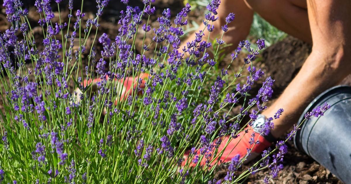 Découvrez les plantes qui tiennent les moustiques à distance