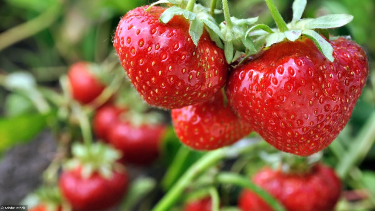 Cultiver des fraises : 12 conseils incontournables pour réussir sa récolte