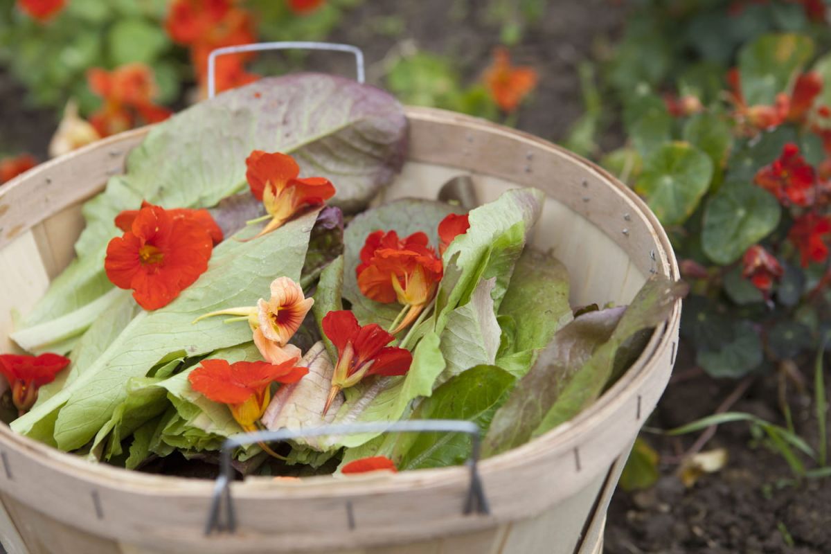 la magie des fleurs comestibles : cultivez votre jardin gourmand