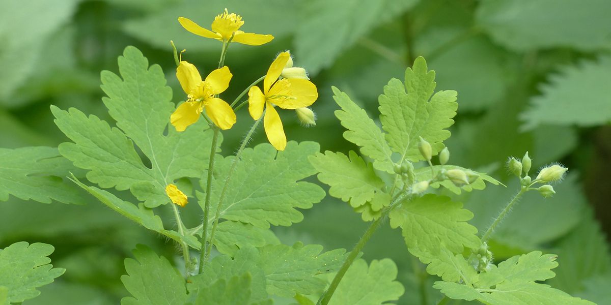 La chélidoine : l'herbe aux propriétés étonnantes