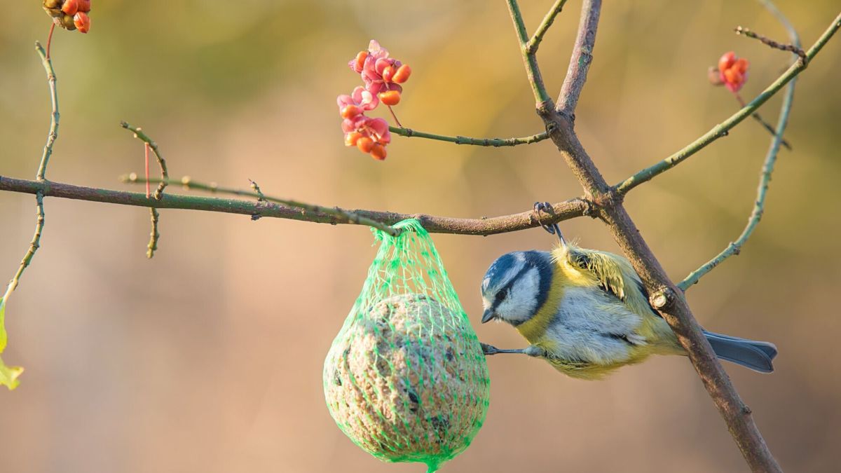 4 conseils pour faire venir les oiseaux dans votre jardin cet hiver