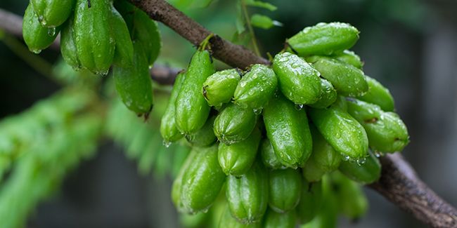 Bilimbi (Averrhoa bilimbi), l'arbre aux cornichons