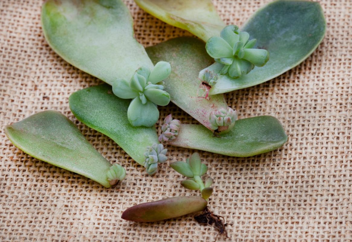 Les secrets pour réussir vos boutures de plantes grasses