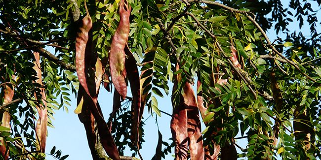 Févier d'Amérique (Gleditsia triacanthos) ou carouge à miel