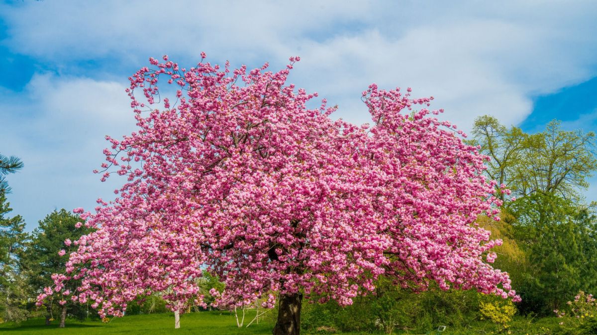 Jardin d'automne: Est-il encore temps de tailler vos arbres fruitiers ?