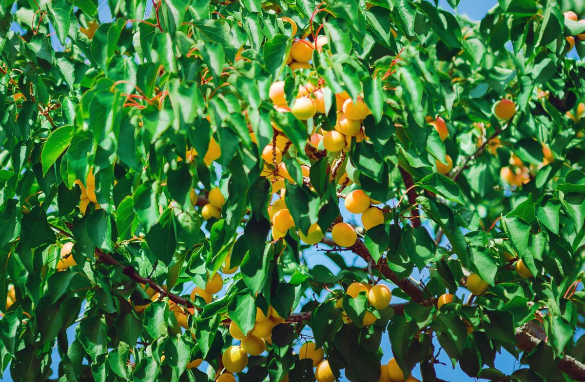 Préparez votre abricotier pour la saison : guide pratique de prévention