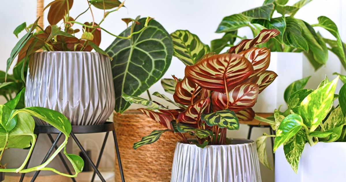 la méthode surprenante pour arroser vos plantes efficacement