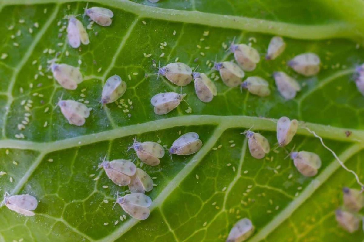 Comment lutter contre la mouche blanche ?