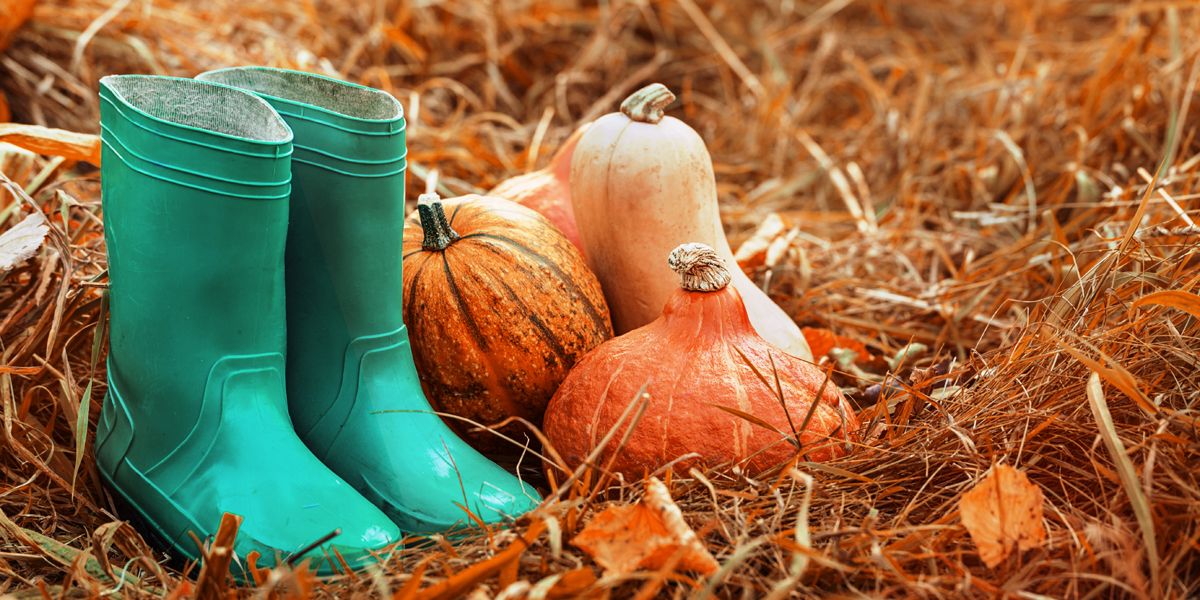 octobre au jardin : cultivons le mois des récoltes et préparations