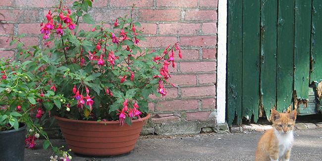 Préparer vos fuchsias pour un hiver réussi