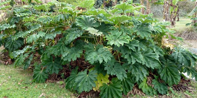 L'arbre à papier de riz : un trésor exotique pour votre jardin