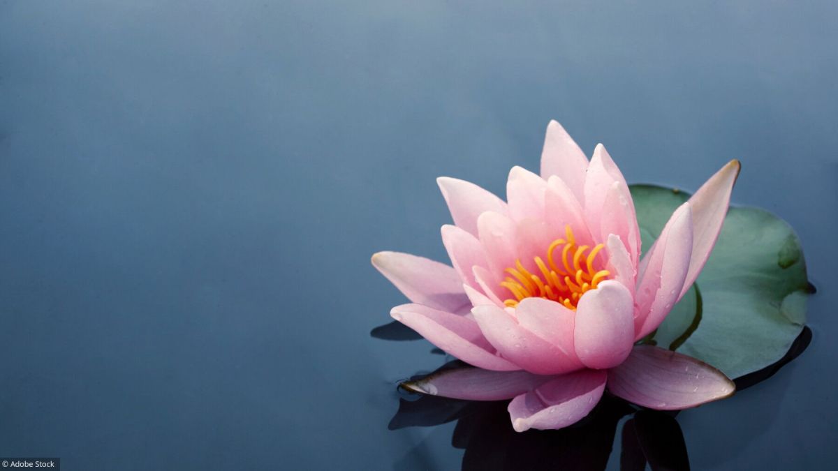 Cultiver le lotus : un art accessible pour tous