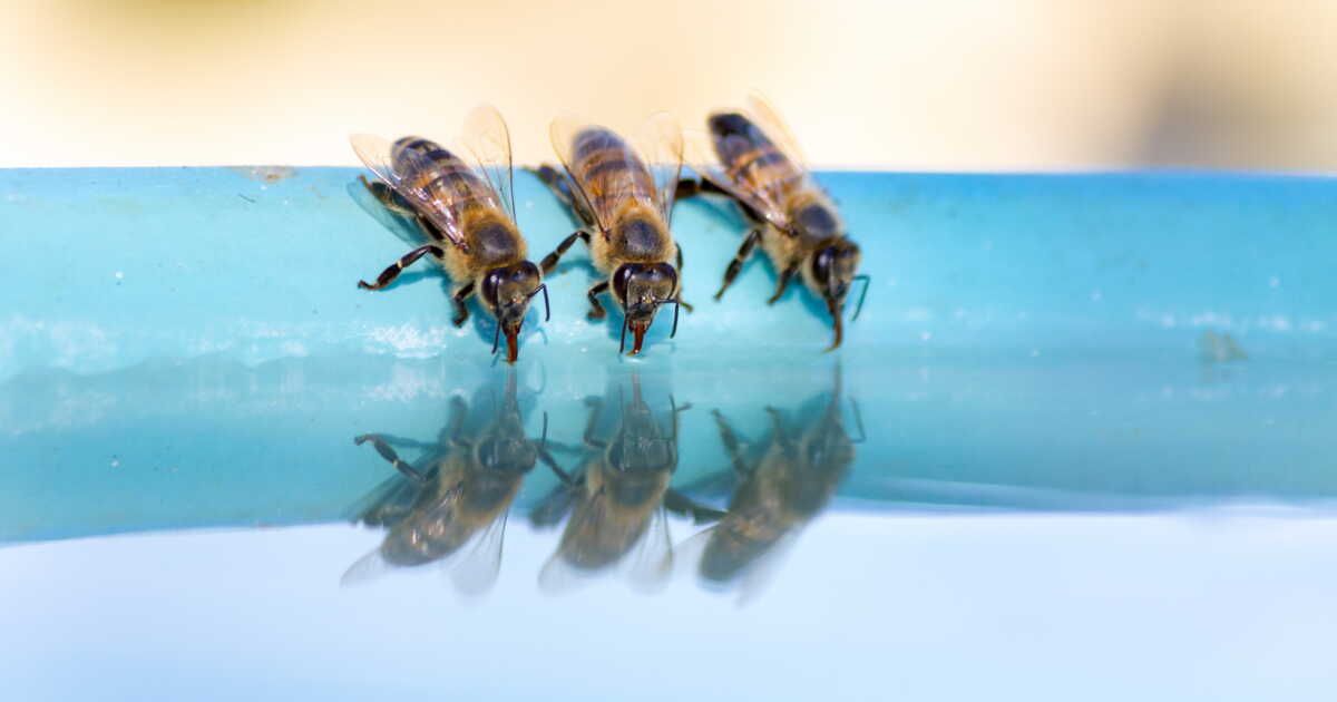 Des solutions simples pour éloigner les guêpes et abeilles de votre piscine