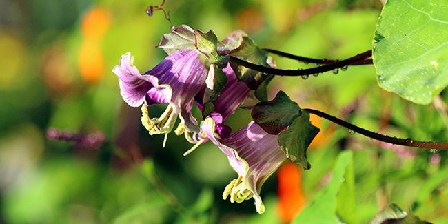 La cobée grimpante, une merveille florale à découvrir