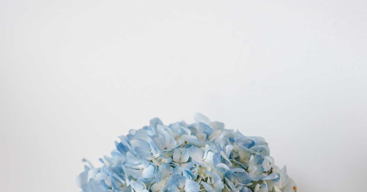 Des astuces infaillibles pour bouturer vos hortensias