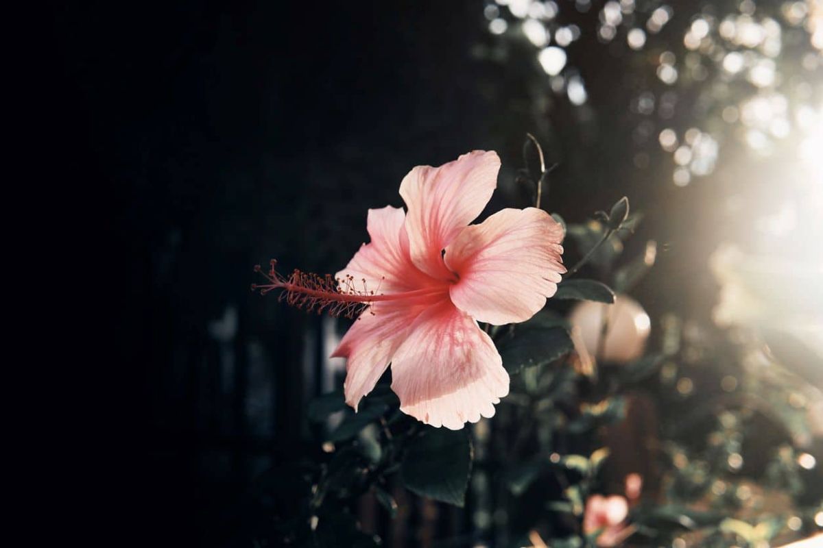 Tout savoir sur la culture de l'hibiscus, la fleur vedette de l'été