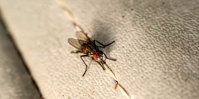 Des astuces naturelles pour éloigner les mouches de votre maison