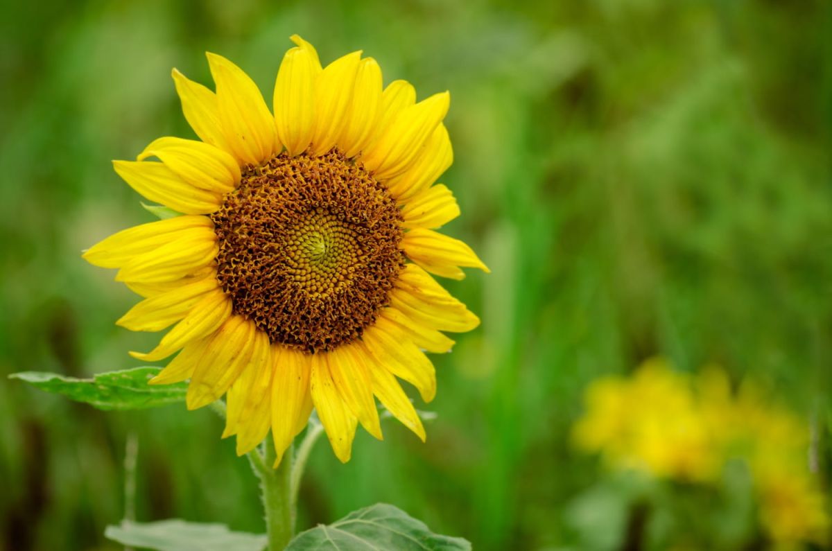 Tournesol : floraison, quand le couper, récupérer les graines