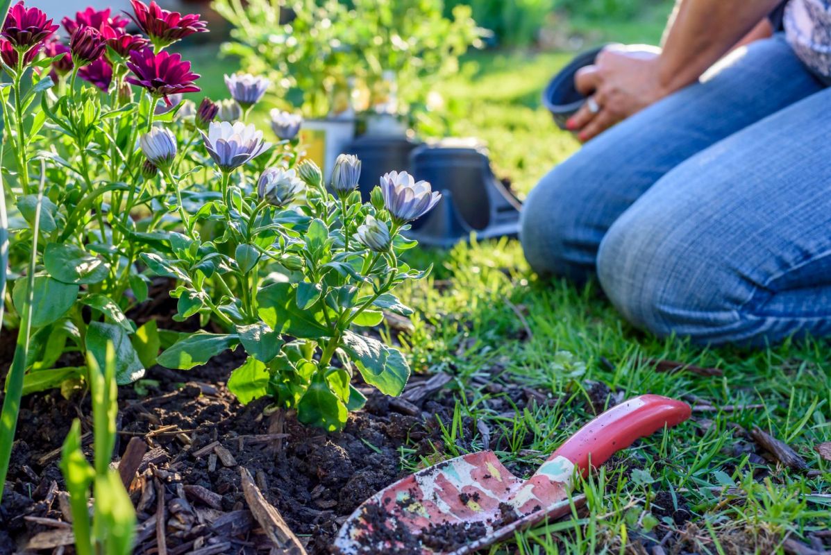 préparez votre jardin pour un été flamboyant : fertilisez vos massifs dès mai