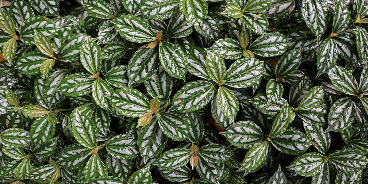 découvrez la plante aluminium : une touche d'élégance argentée dans votre intérieur