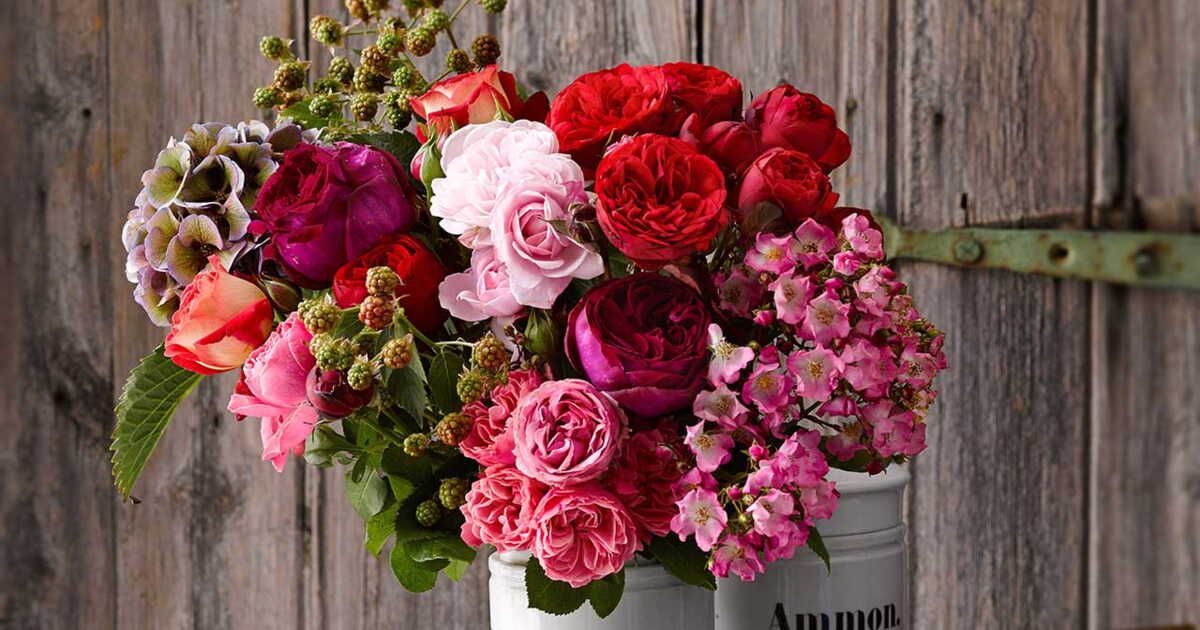 La magie des roses d'automne : un éclat dans votre jardin