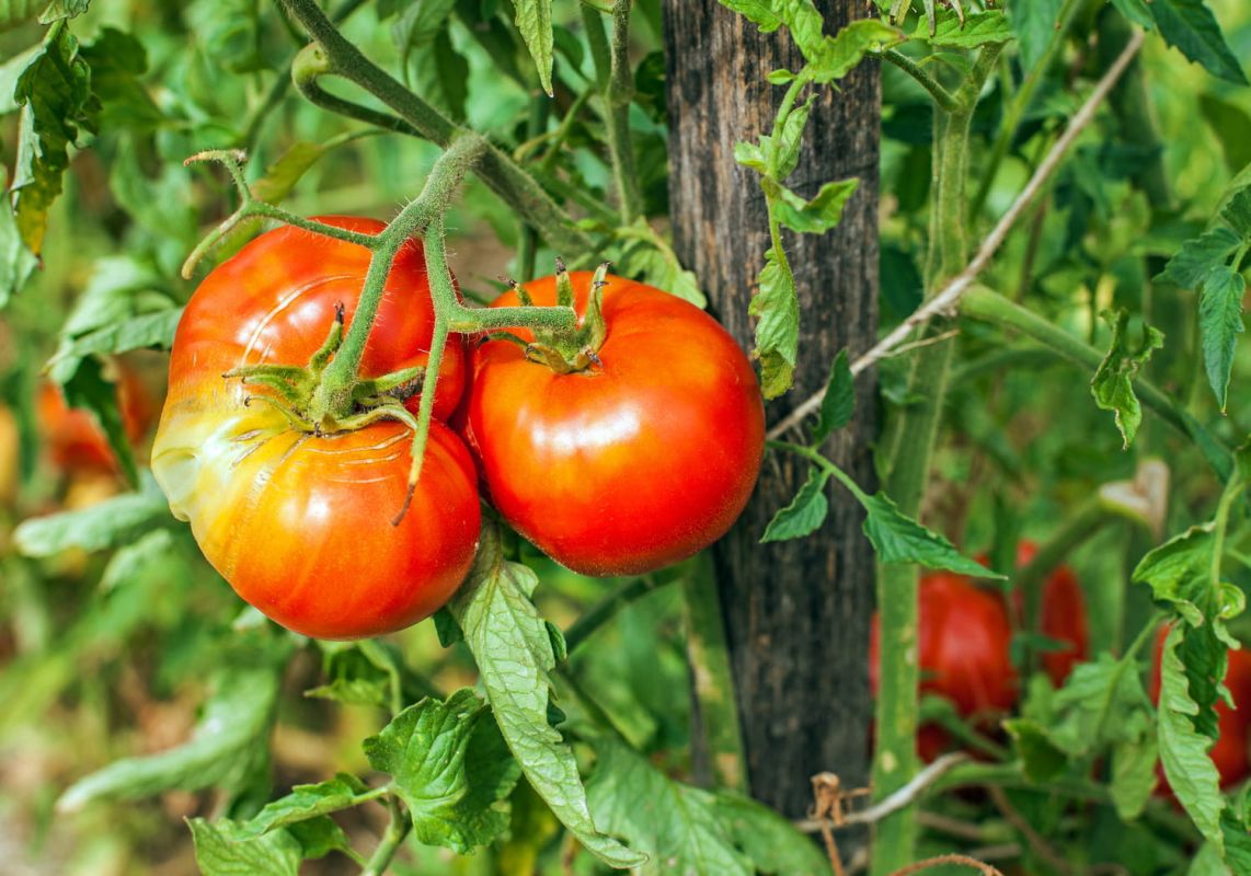 Protéger vos tomates du mauvais temps avec trois ingrédients simples