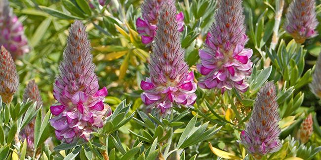 l'ébène de crète : une plante vivante pour les terrains secs