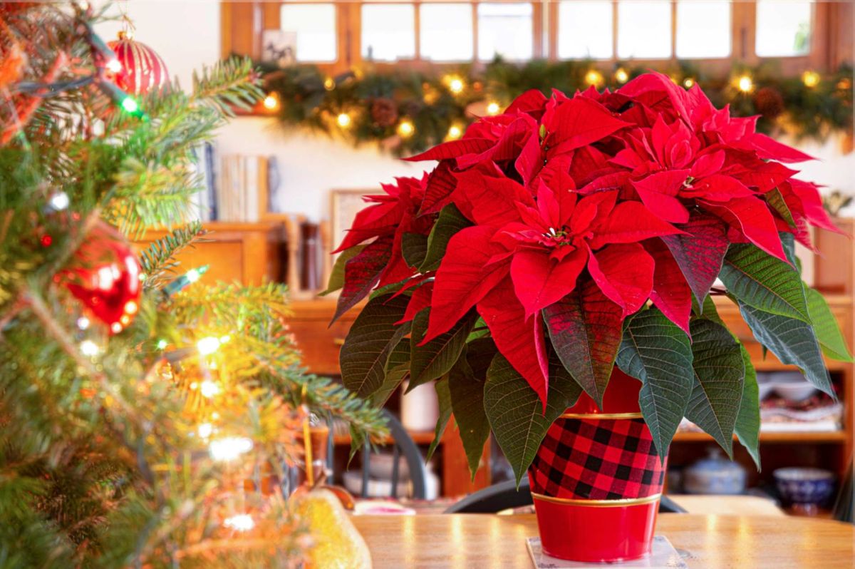 révélez la magie des étoiles de Noël : astuces pour des bractées éclatantes