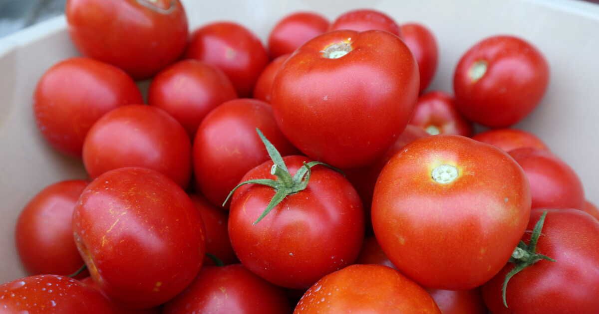 Recettes astucieuses pour valoriser vos surplus de tomates