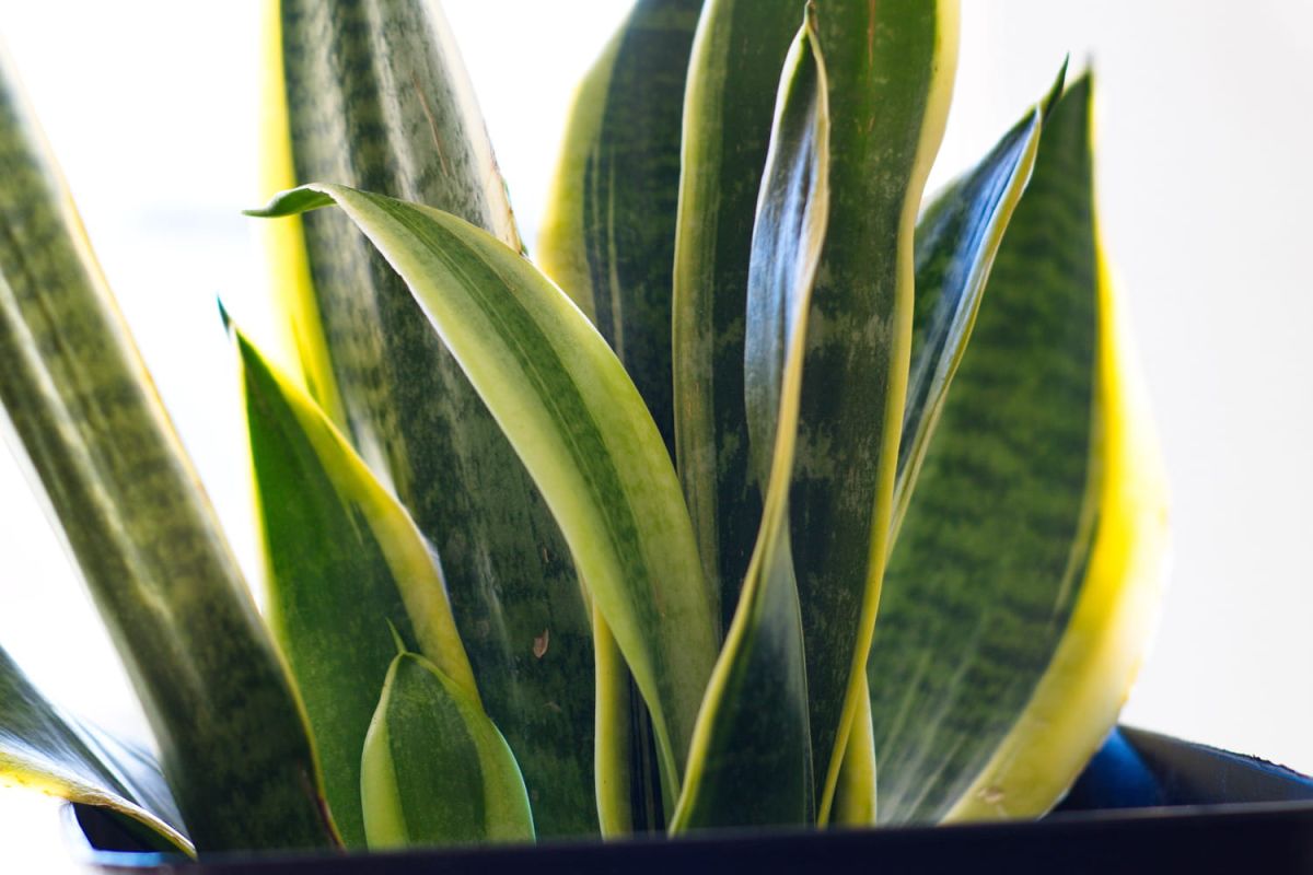 les plantes aux surnoms étonnants qui vous surprendront