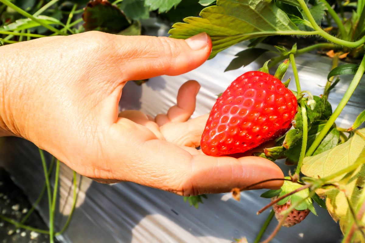 Obtenez des fraisiers à volonté grâce à cette astuce de jardinier