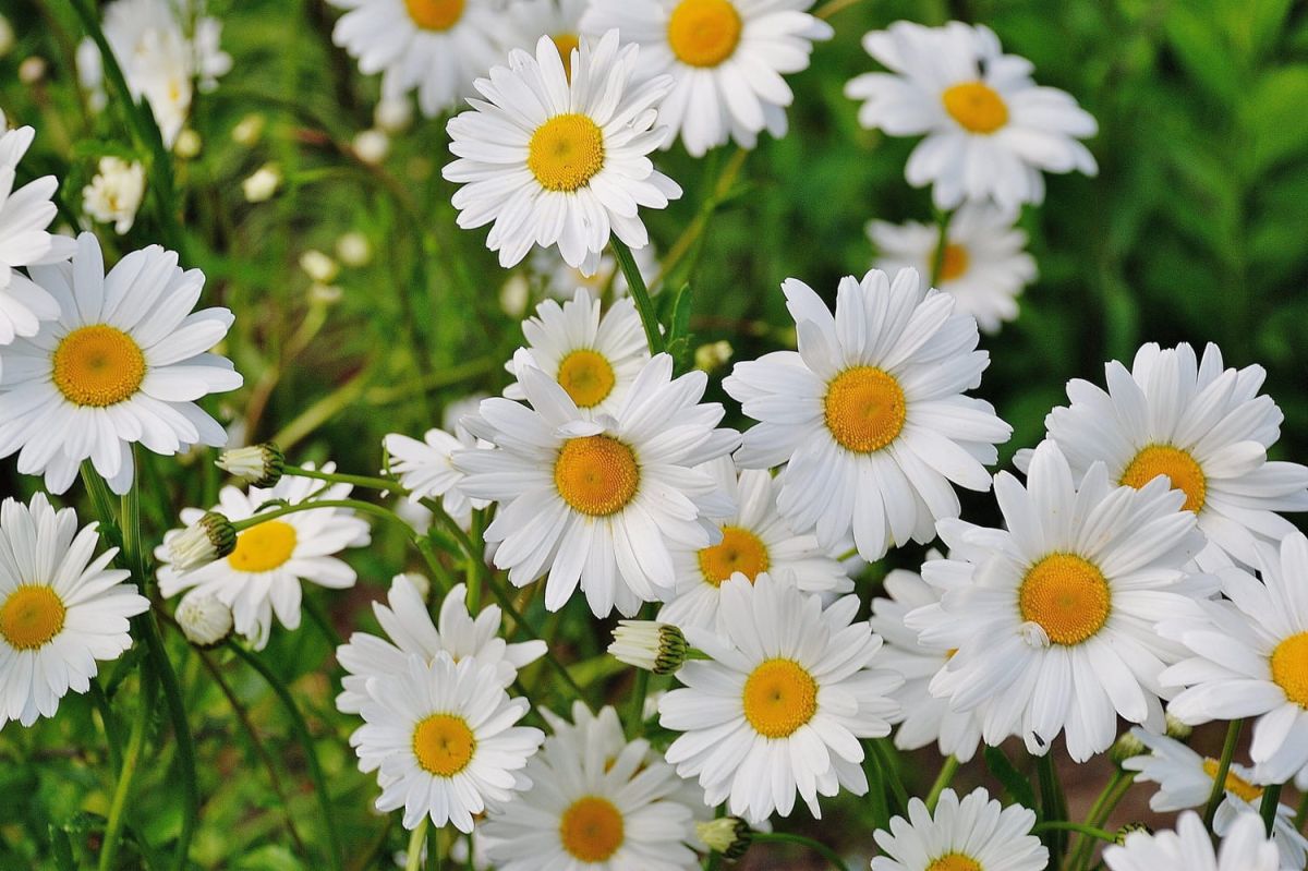 Distinguer la pâquerette de la marguerite : guide pour ne plus se tromper