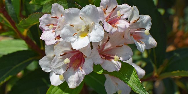L'élégance florale de l'abélia : un arbuste parfumé à découvrir