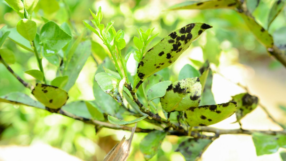 Comment sauver vos lauriers des parasites