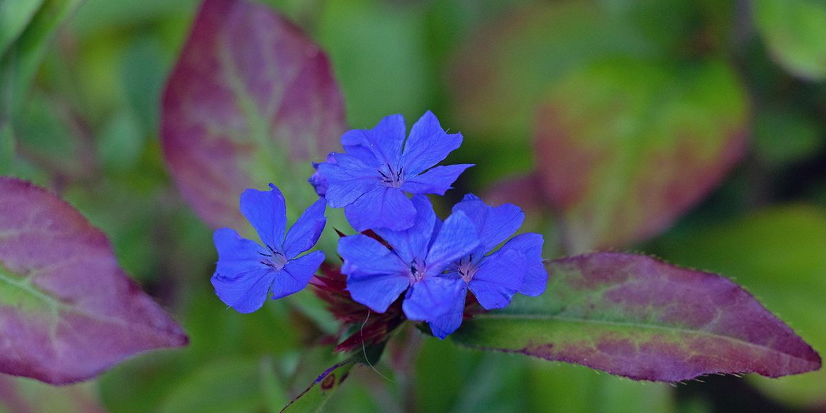 Le plumbago rampant (Ceratostigma plumbaginoides)