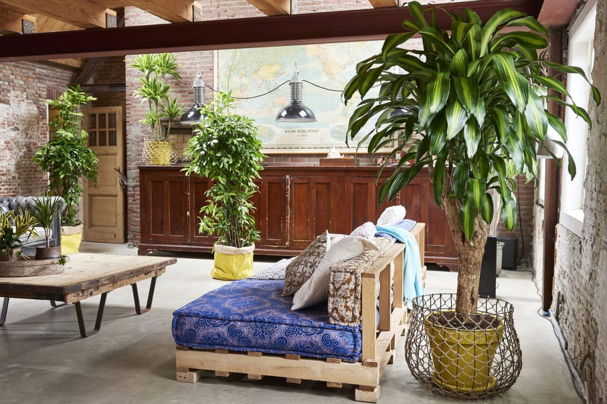 Dracaena : liste des variétés, entretien et arrosage du dragonnier