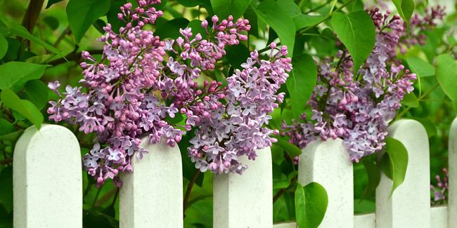 Budget et prix : bien choisir sa clôture de jardin