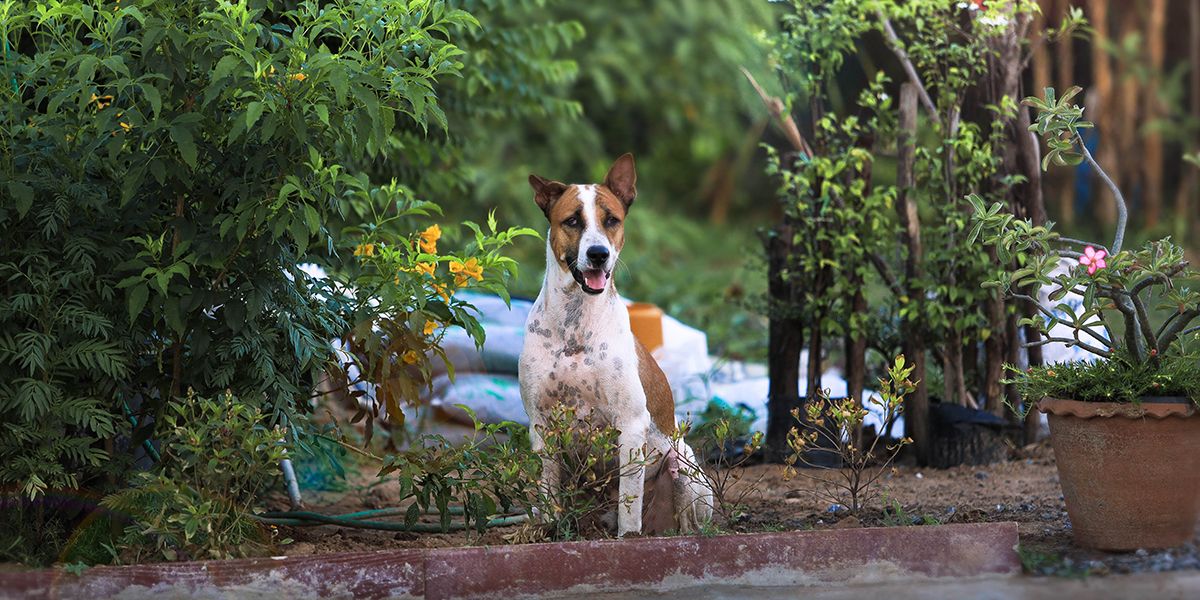 Le chien de mon voisin aboie sans relâche : quelles solutions s'offrent à vous ?