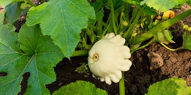 Le pâtisson : une courge originale à découvrir