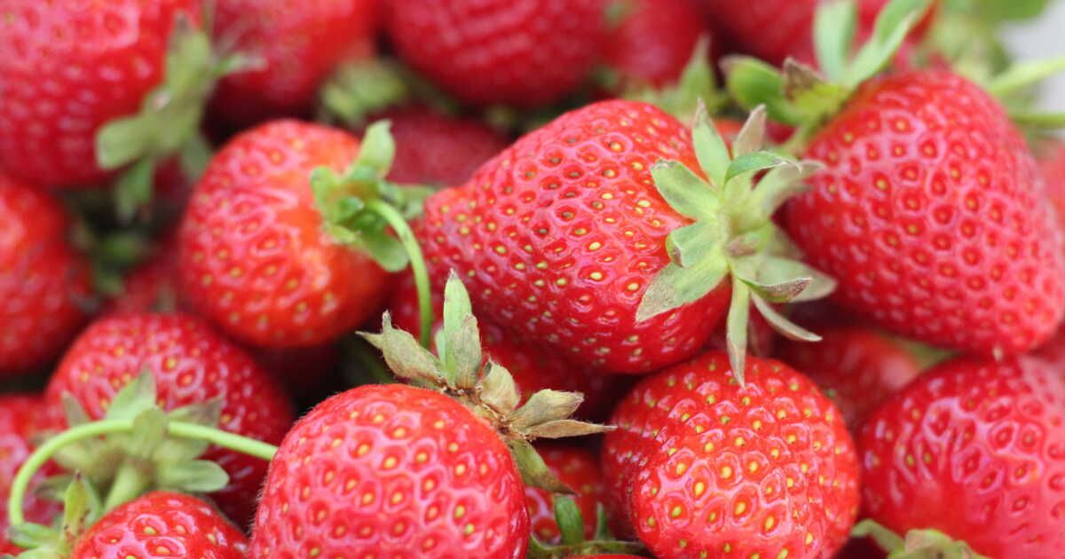 Cultivez des fraisiers en pots : la gourmandise à portée de main