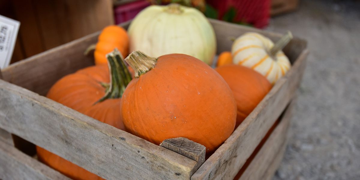 Les secrets de la conservation des courges après les récoltes d'automne