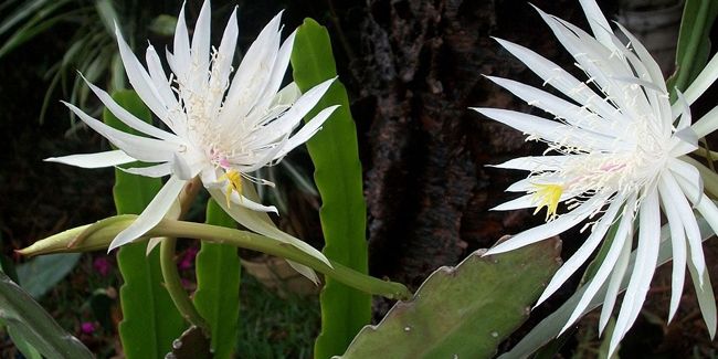 Cactus orchidée (Epiphyllum), épicactus