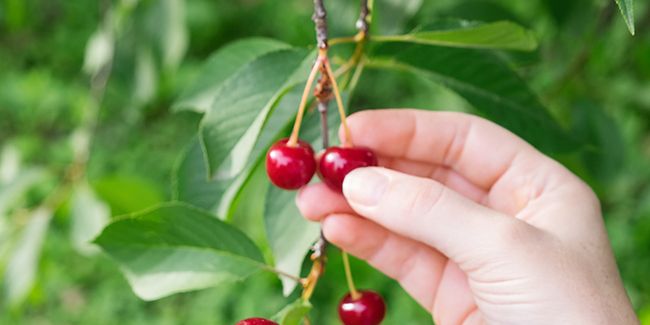 Cerisier nain : l'arbre fruitier parfait pour vos petits jardins